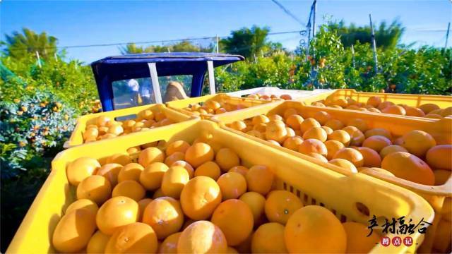 成熟的沃柑黄橙橙的