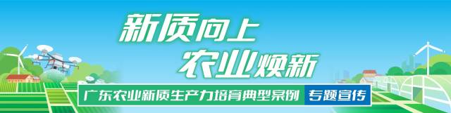 广州“超级农场”:种地像“打游戏”一样轻松丨新质向上 农业焕新③