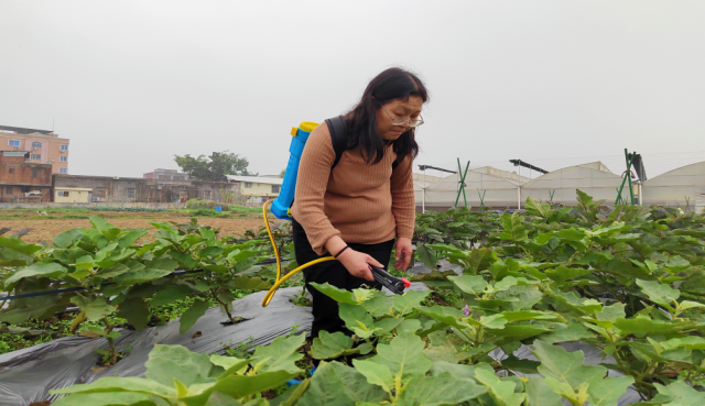 华南农业大学副教授彭桂香在给作物喷洒微生物菌剂。