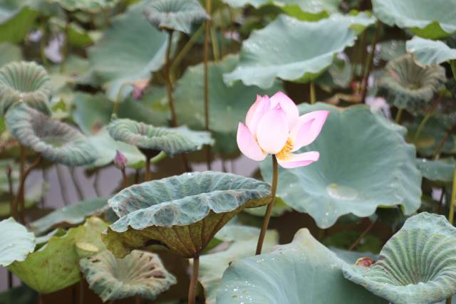 依托荷花产业优势发展农文旅。