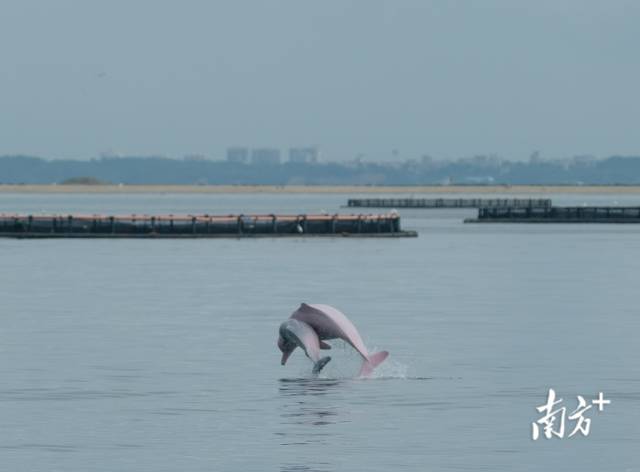 湛江雷州湾的海洋牧场旁，成年中华白海豚与幼年体双双跃出海面。