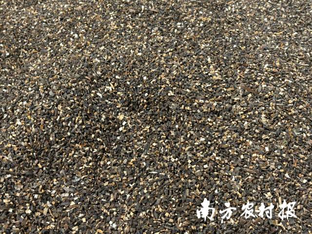 经过粗加工的肉桂枝。