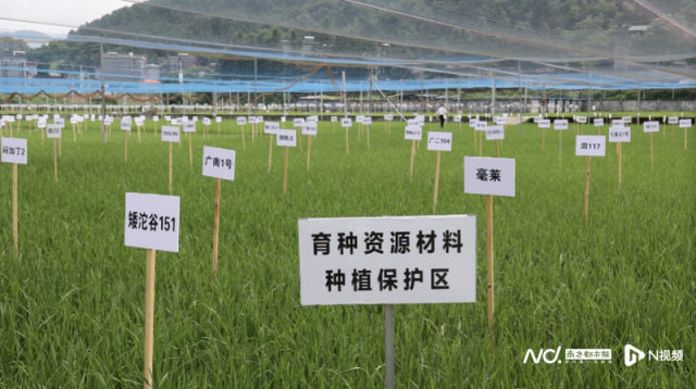 连山农业科学研究院育种资源材料种植保护区。