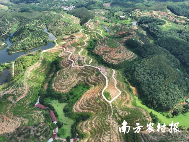 化橘红种植基地高空俯瞰。
