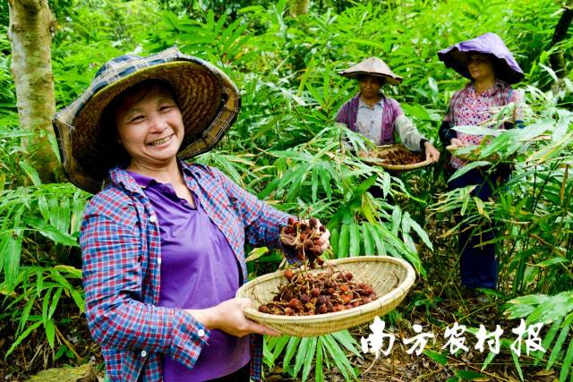 农户正在采摘成熟的砂仁。