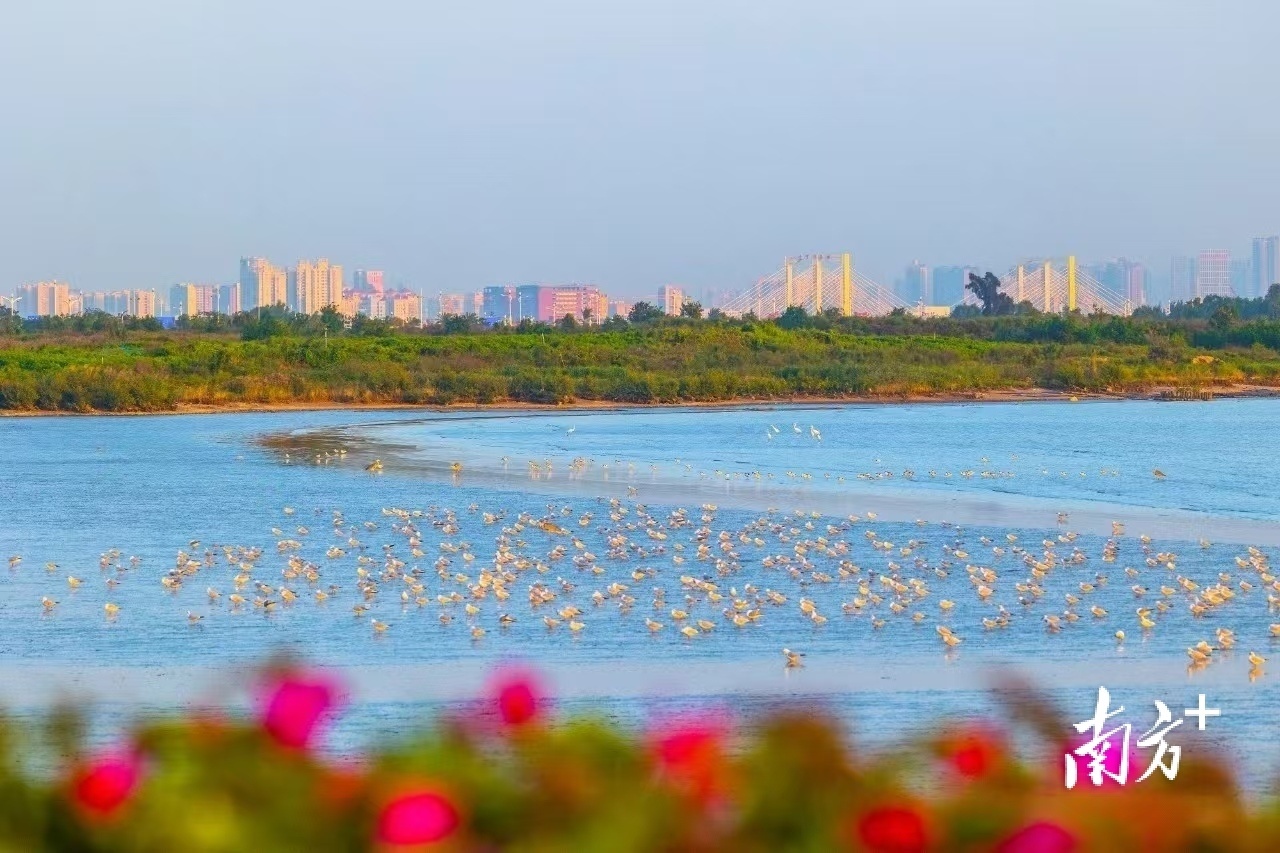 东莞滨海湾新区磨碟河畔。南方+郭文君 摄
