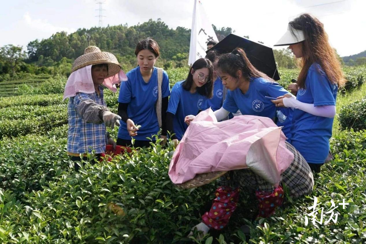 广东科技学院学生体验采茶。