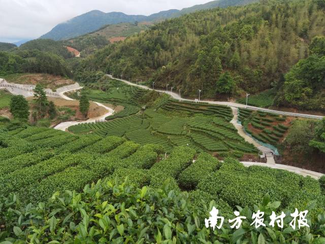 汕尾陆河生态茶基地。