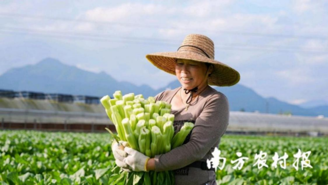 连州菜心财富的高品质睁开，建议了一大批菜农增收致富。