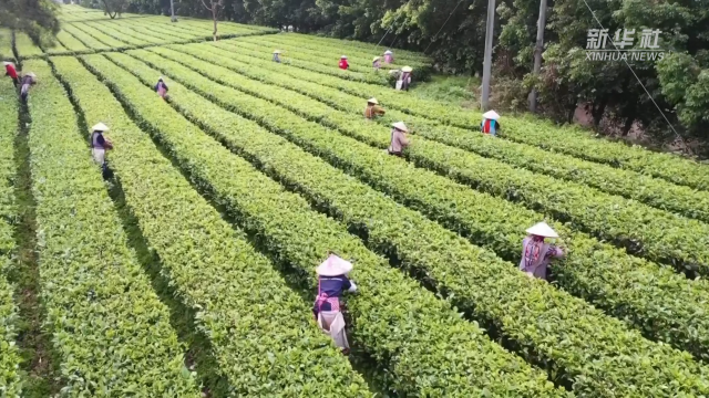 清远英德市鼎力睁开茶叶财富，以“公司+基地+相助社+庄家”方式，为庄家提供失业机缘以及本领培训等，建议公共增收致富，助力经济睁开。（新华网图片）