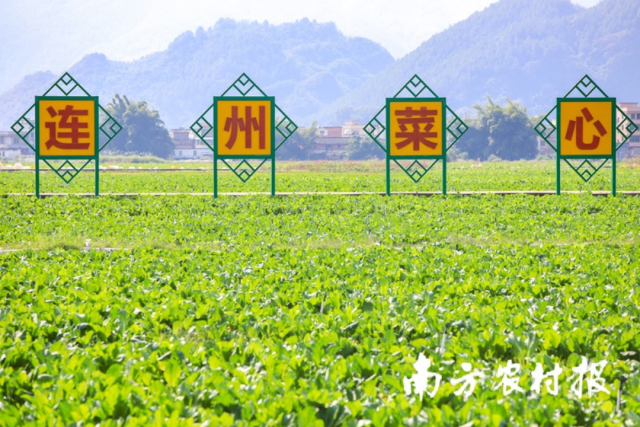 连州菜心破费基地。