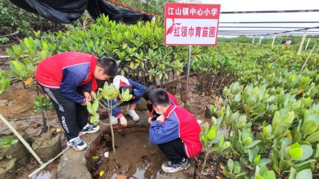 广西防城港，这所小学坚持栽种红树林35年