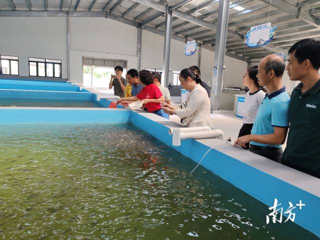 现场人员在参观珠海市龙胜良种鱼苗培育有限公司鱼苗繁育基地。