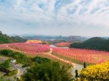 城区镇考评全市第二，解锁“百千万工程”的“都杨密码”