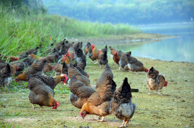 清远鸡素承“岭南第一鸡”之美誉