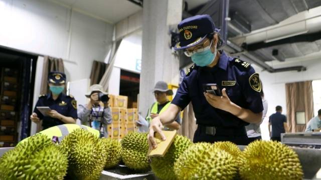 友谊关口岸迎来榴莲进口旺季：从树上到餐桌，最快只需两天