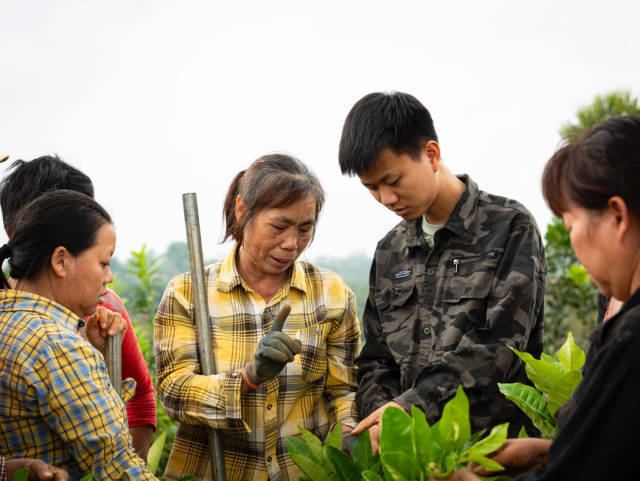 廖志略在田头传授化橘红种植技艺。