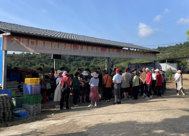 7月连州水晶梨上市以来，种植大户李志贤的益农果场平均每天都有几十名游客进果场体验采摘。