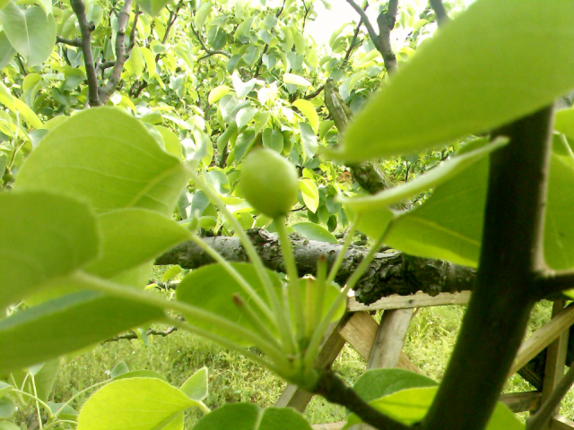 疏果后结果情况。