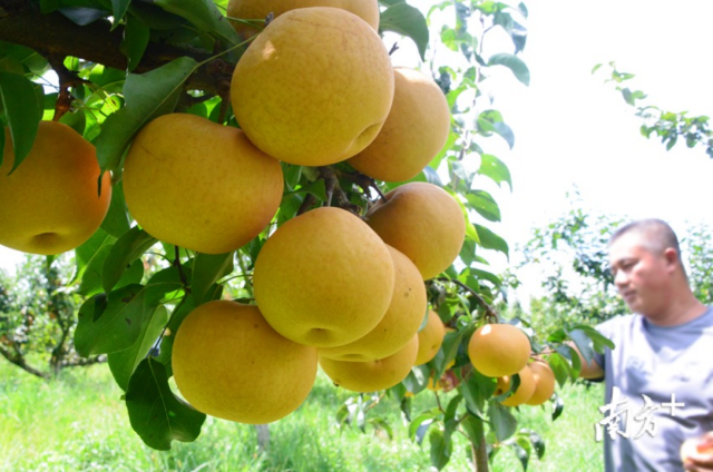 甘露梨错峰上市，有效延长了连州水晶梨的销售期。（黄津摄）