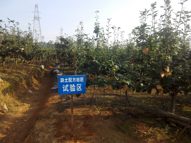 开展测土配方施肥试验，帮助进一步提升水晶梨品质和产量。