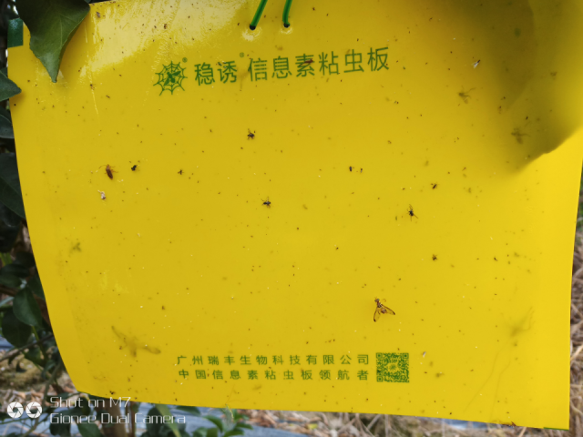 病虫害绿色防控。