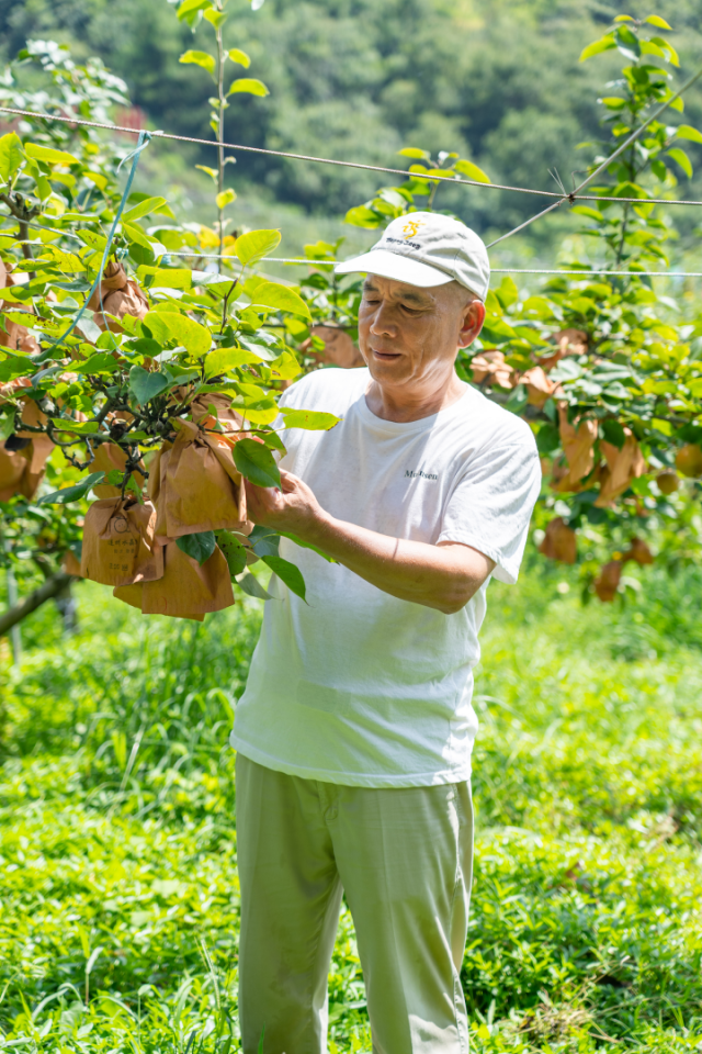 叶国军查看水晶梨套袋情况。