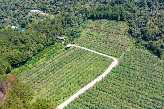 连州市水晶梨省级现代农业产业园标准化示范种植基地。