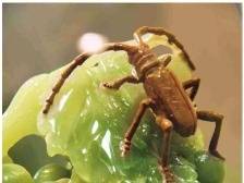 有一种美叫云浮石艺 | 文化中国行