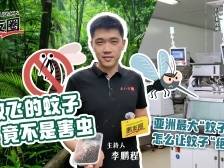 用魔法打败魔法！“蚊子工厂”如何“以蚊治蚊”？｜鹏友圈