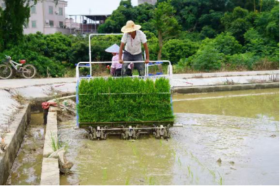 提高50%补贴标准！广东加力支持老旧农机报废更新