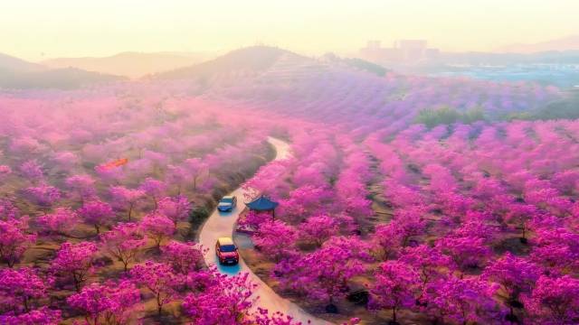 莲塘紫花风铃景区。