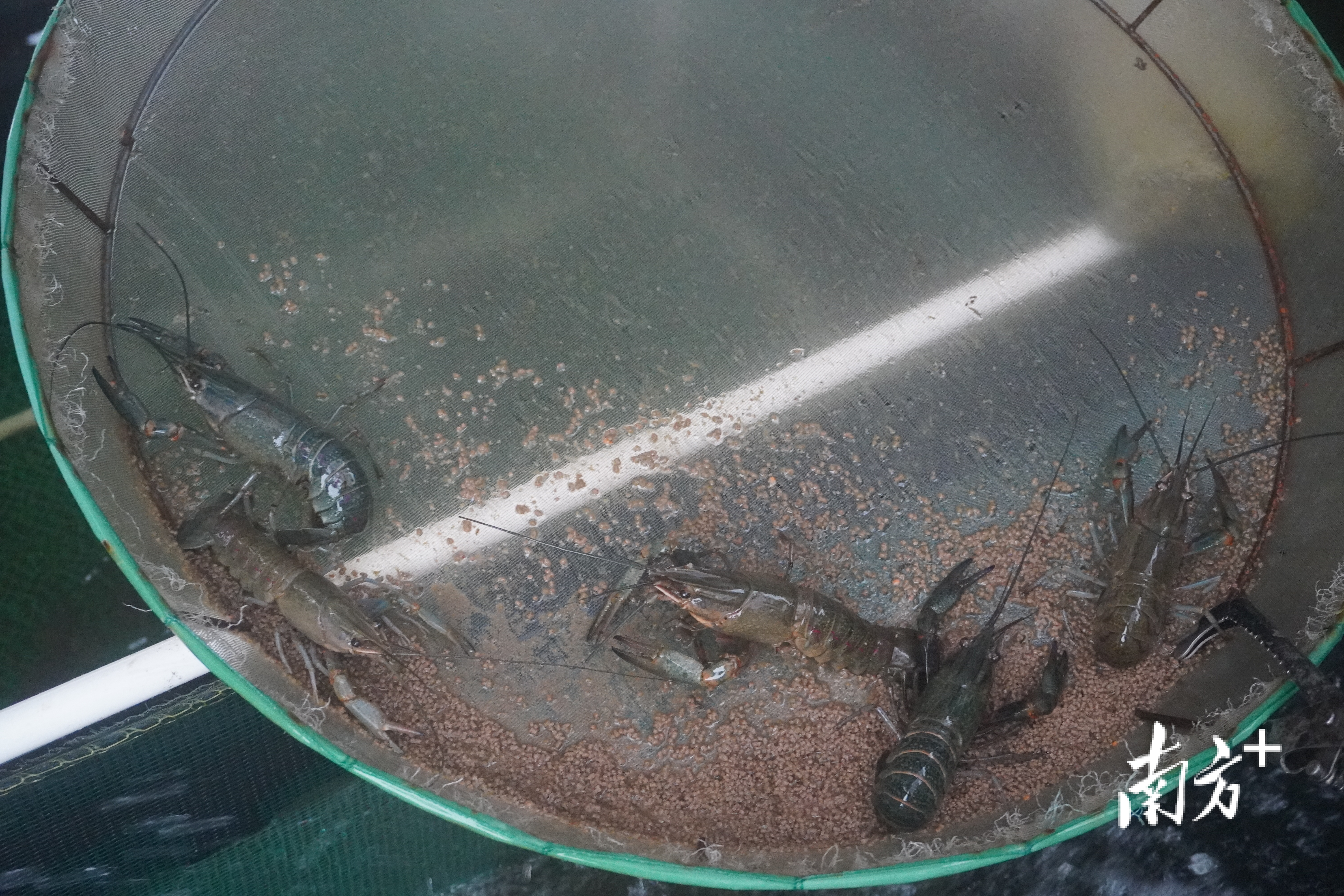 蓝龙虾让蟠光村走上致富路。&nbsp;&nbsp;