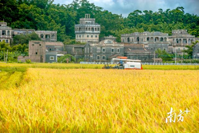 古朴的碉楼和成熟的稻田，相映成趣。