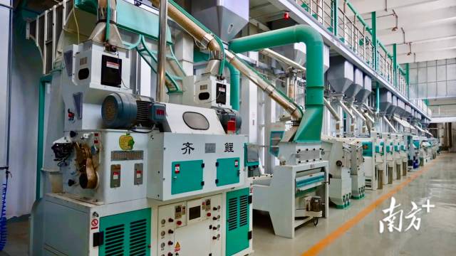 国粮斗山分公司加工车间内，现代化的稻谷加工设备运转不停。