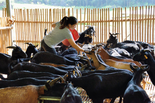 年轻人回村里创业养殖马山黑山羊。