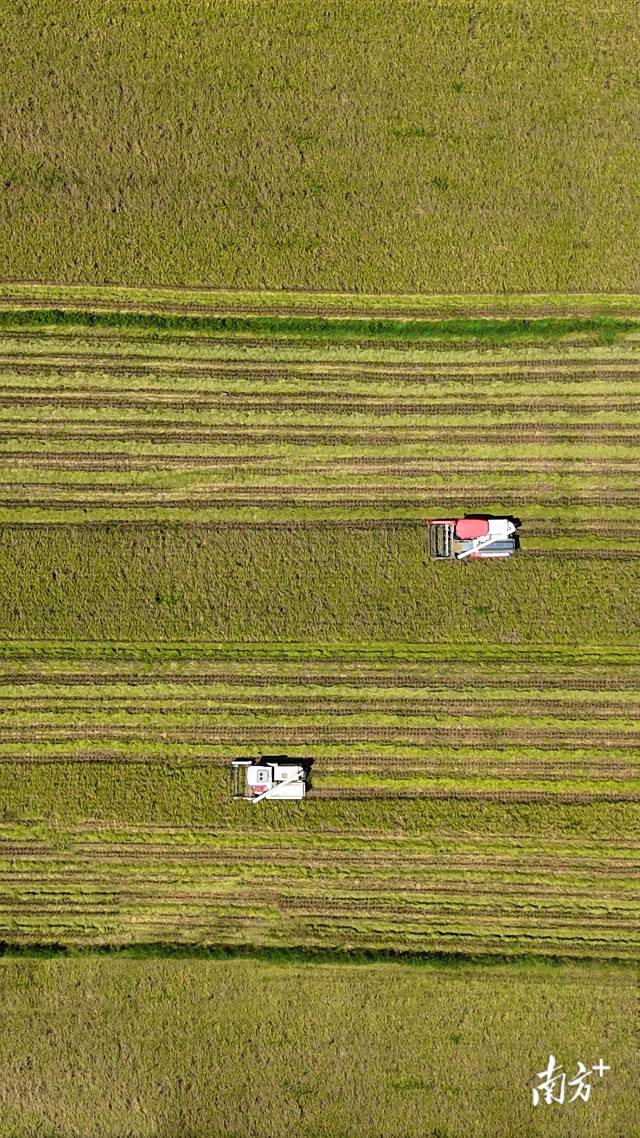 收割机在稻田中穿梭，快速而高效地完成稻收工作。