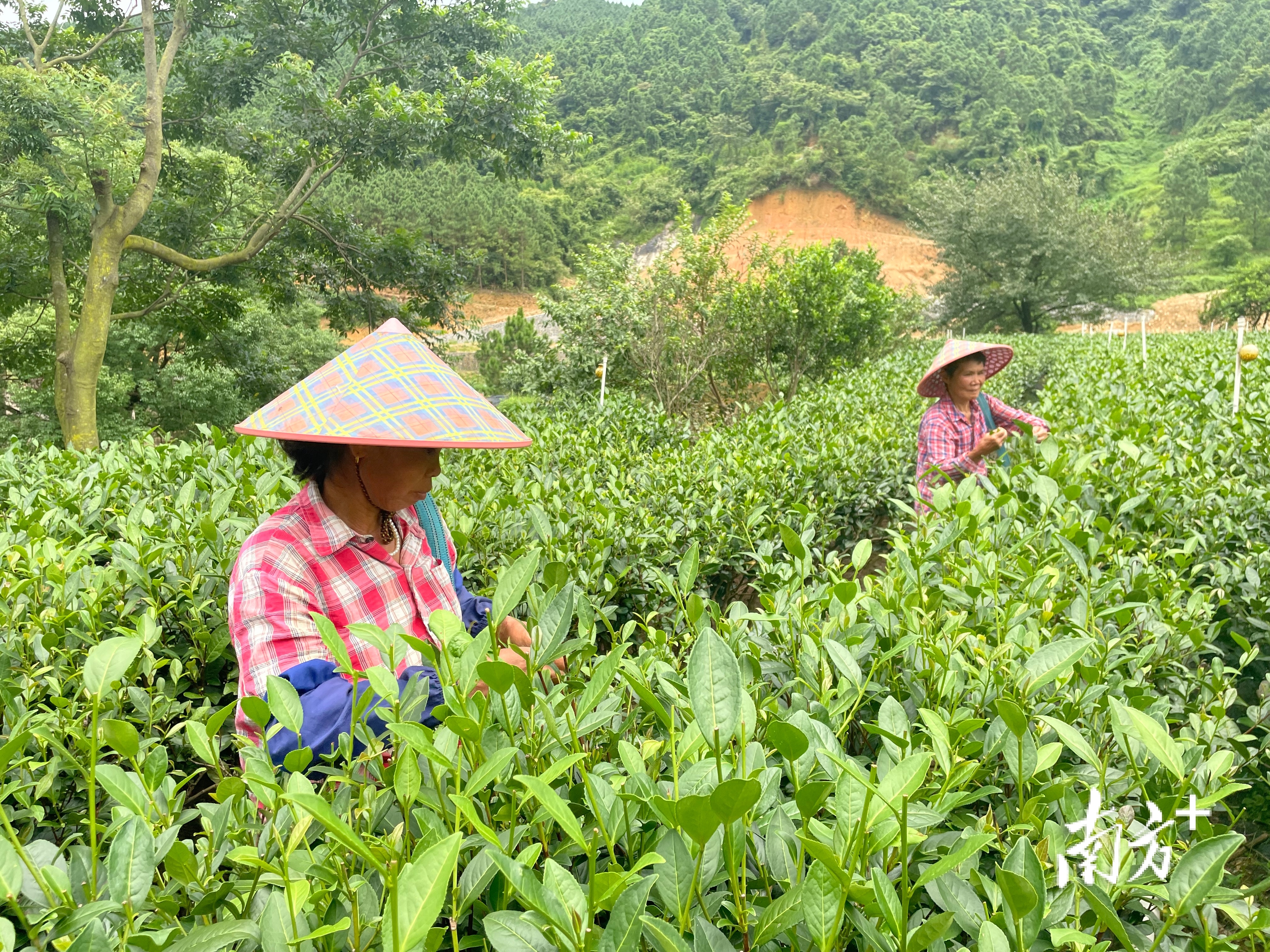 百企兴百村，民营企业助力鹤山白水带村实现茶业专业化、产品化。&nbsp;&nbsp;