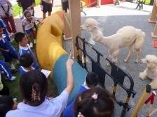 图集｜“我上小学啦！”深圳开学游园遇羊驼，引萌娃惊喜互动