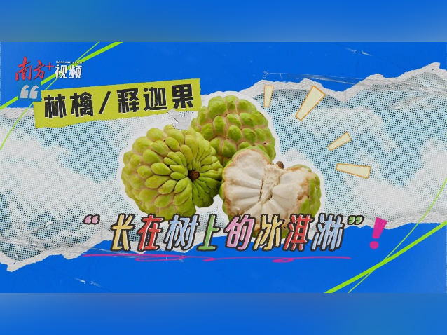 潮汕人的中秋必备美食，竟是“长在树上的冰淇淋”！