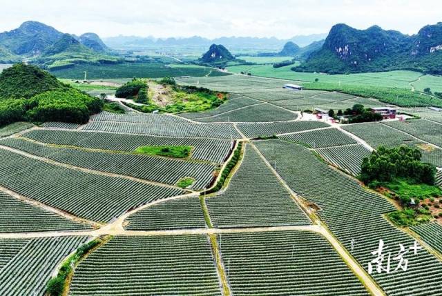一望无际的火龙果产业示范区。
