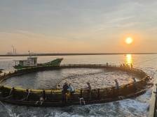 直击首捕现场！茂名“海洋牧场”金鲳鱼大丰收，直供香港