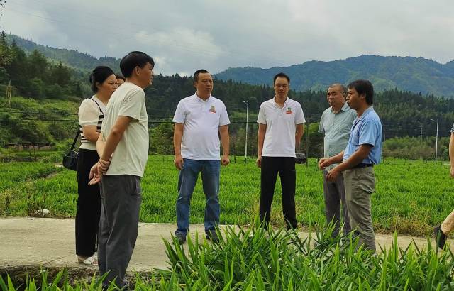 科技特派员认真听取百顺村生姜种植户 介绍生姜种植情况。