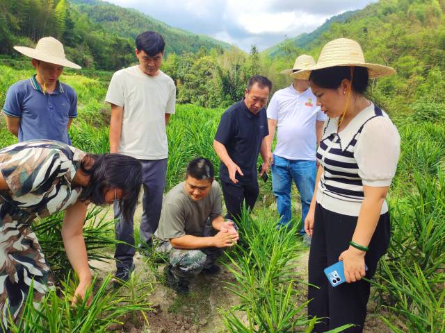 科技特派员为湖地村生姜进行现场 “问诊把脉”。