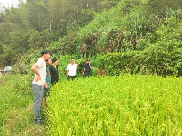 科技特派员现场查看大沙洲村 美香占2号长势情况。