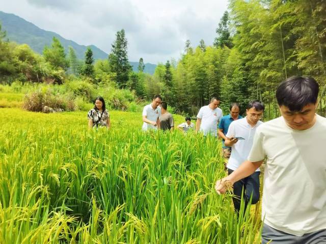 科技特派员现场查看东坑村 五香丝苗长势情况。
