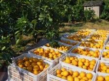 坐高铁，游平远！平远县筹备多彩活动喜迎八方来客