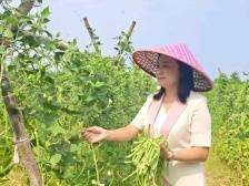 乡村合伙人①丨第二次创业，她依然选择了阳江农业