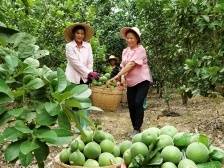 定了！广东省庆祝2024年中国农民丰收节主会场活动将在茂名化州举办