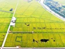 罗定市 | “竹梦稻香•药果满园”乡村振兴示范带